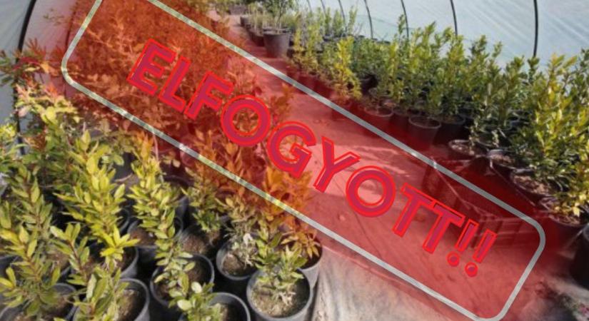 ELKAPKODTAK 700 fát Pécsett! Három napig ingyen facsemetét osztott volna a Biokom, de az első napon ELFOGYOTT!