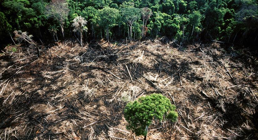 Egyre kevesebb az erdőírtás az Amazonas területén