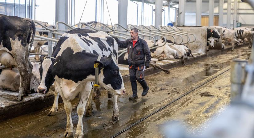 Egymilliárd forintos lovaspálya épül a Lázár János vezette ménesbirtokon, a teheneknek vízágy is lesz