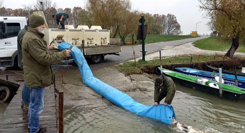 Fél tonna pontyot telepítettek a Tisza-tóba