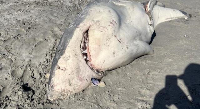Kardszárnyú delfinek marcangoltak szét egy fehér cápát
