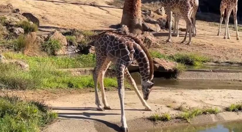 Vicces videó terjed egy bébizsiráfról, aki csak inni szeretett volna