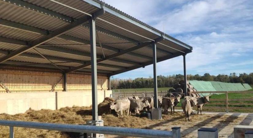 Megérkeztek új otthonukba a szürkemarhák Kölkeden