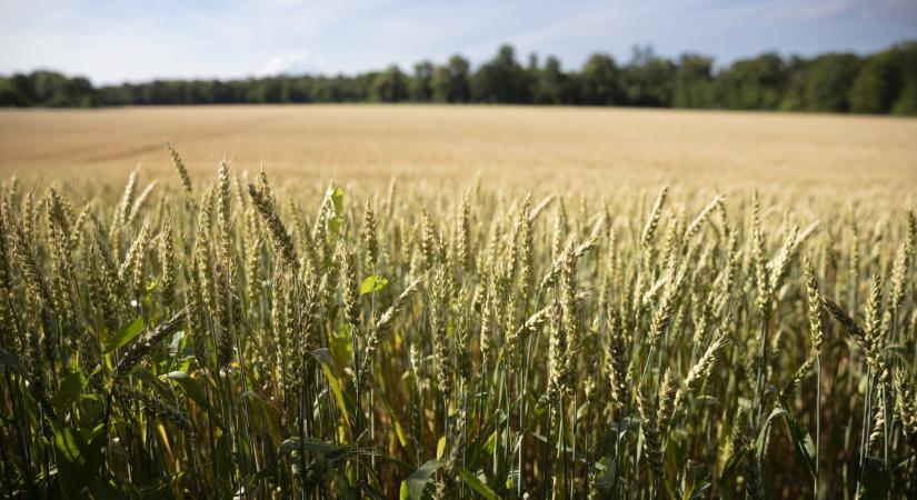 Itt a friss GDP-adat! Kiderült, mi húzta a magyar gazdaságot