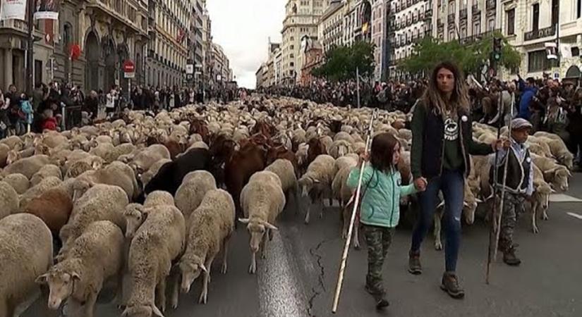 Madrid főterén át vonulnak telelőre a juhok minden évben