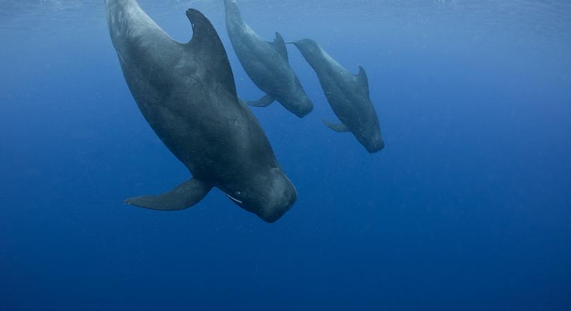 Tömeges delfinpusztulás történt Ausztrália partjainál