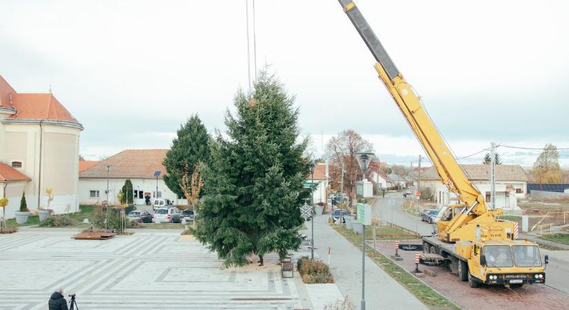 Tizenkét méter magas nordmann fenyő díszíti Tiszafüred főterét