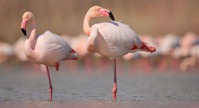 Flamingót észleltek Baranyában, ráadásul Nils Holgersson madarainak társaságában