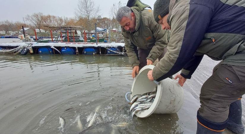 Sarudon ezer süllő csobbanhatott a Tisza-tóba