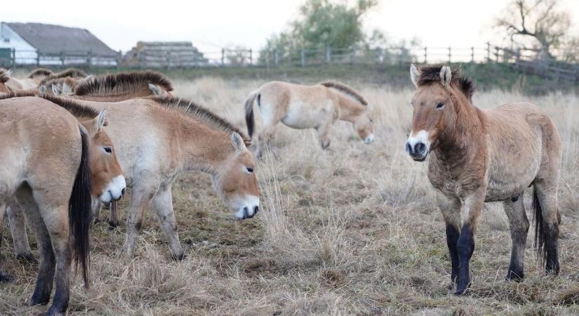 A Hortobágyról Spanyolországba költözött egy csapat Przewalski-ló