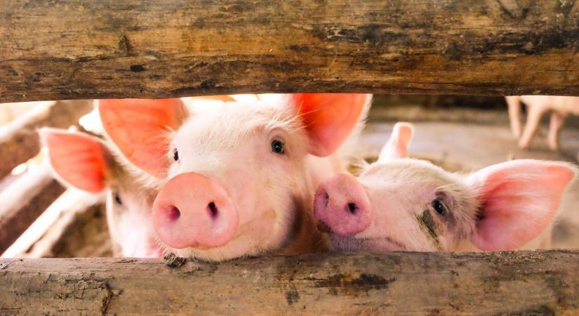 Eladták a főnökük sertéseit, hogy így egészítsék ki a fizetésüket
