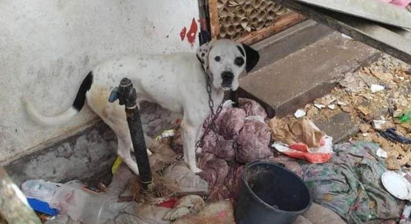 Élelem nélkül fagyoskodott a láncra kötött kutya Mezőkövesden