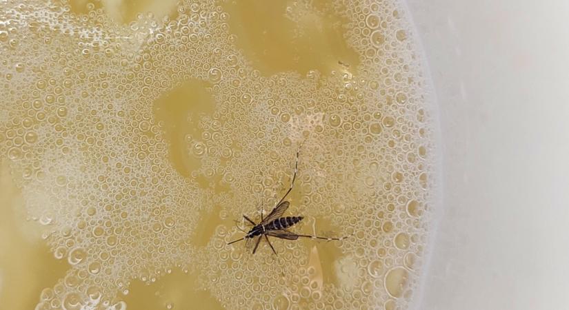 Ázsiai tigrisszúnyogok: rettegni nem kell, de nem árt figyelni