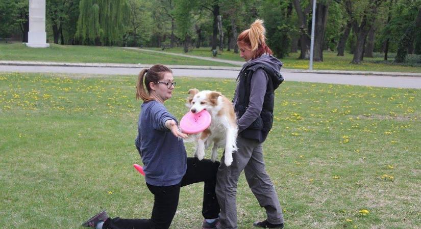 Mert a kedvencednek is kell egy kis játék! Kutyás sportok – A frizbi 2. rész