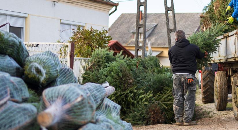 10 ezer forintba kerül egy átlagos méretű fenyőfa a piacokon