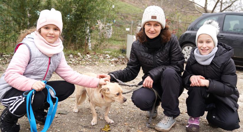 Élelemre és gondos gazdira vár 250 négylábú a debreceni állatmenhelyen
