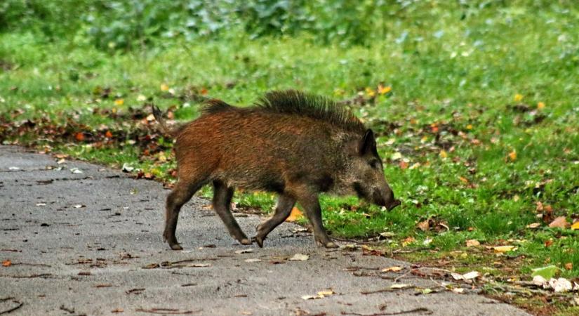 Besokalltak a balatoni települések a vadállatoktól