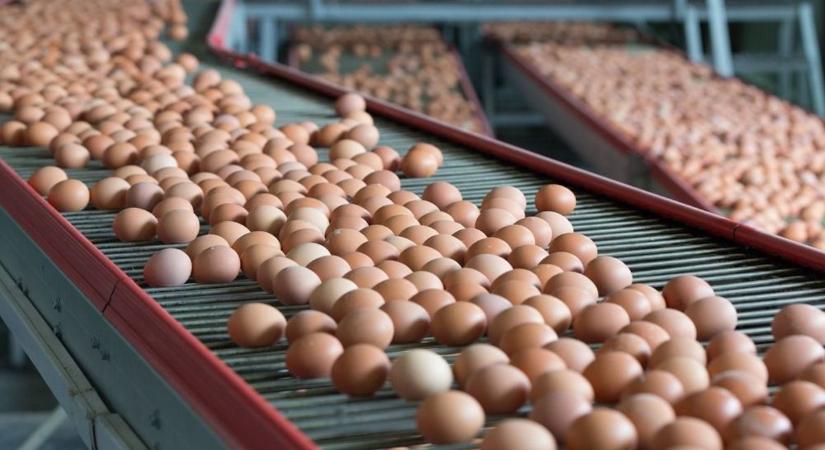 Lebuktatták a tojáskartellt, kártérítést kapnak a Kraft, a General Mills, a Kellogg és a Nestle