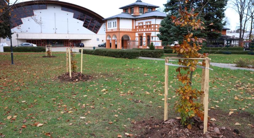 A meghalt fenyőket lombos fákkal pótolták a Népkertben