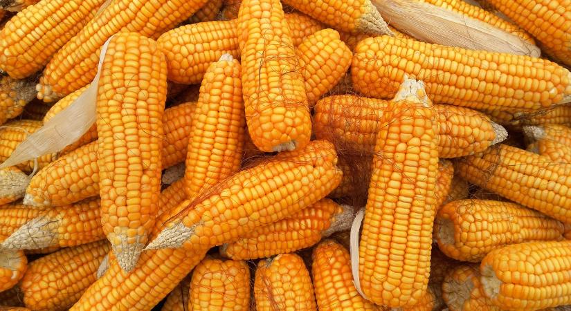 Génmódosított haszonnövényeket exportált Ukrajna