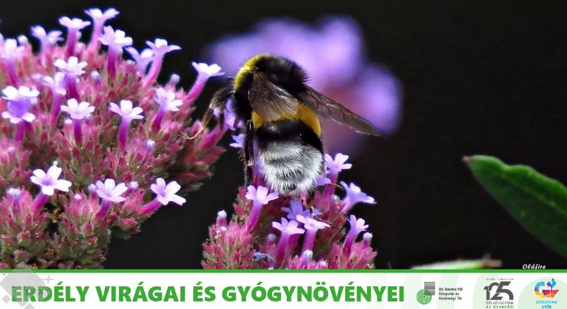 Erdély virágai és gyógynövényei