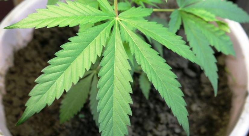 Kannabiszt termesztettek Pusztaföldváron, a nő marihuánát állított elő