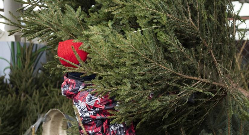 Mutatjuk, mennyiért adhatják a fenyőt az árusok