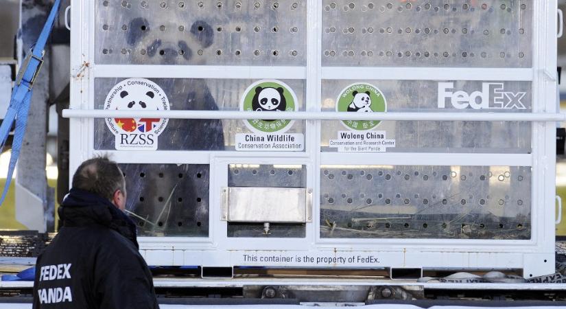 Nem szaporodtak a kölcsönpandák a skóciai állatkertben, mehetnek vissza Pekingbe