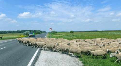Gyorsan terjedő vírus tizedeli a háztáji állományt Európa szerte - Már hazánkban is megjelent