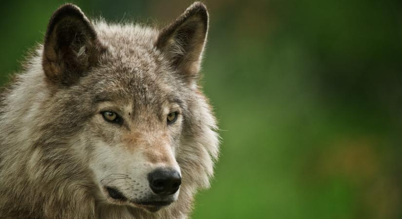 Árpa Attila örül neki, ha gyermeke anyjának jól megy: annál kevesebb gyerektartást kell fizetnie