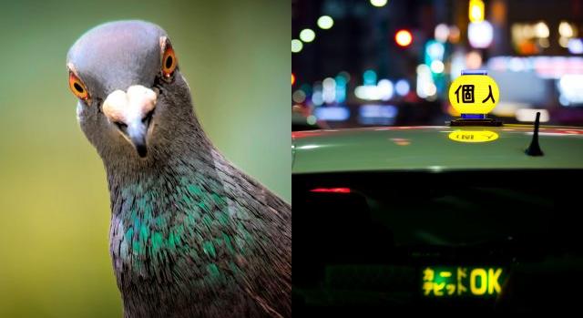 Letartóztattak egy japán taxisofőrt, mert elütött egy galambot