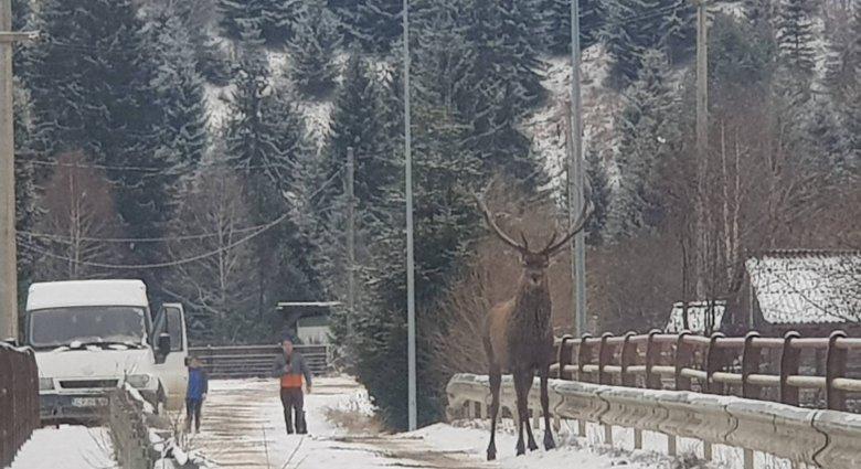 Mégsem legenda a csodaszarvas, Kommandón meg is mutatta magát