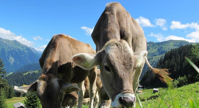 Megoldották: jövő évben is zöld az út a legelőkre járó területalapú támogatások lehívására