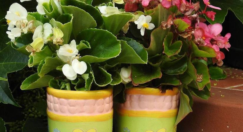 7 egyszerű kertész-ajándékötlet karácsonyra