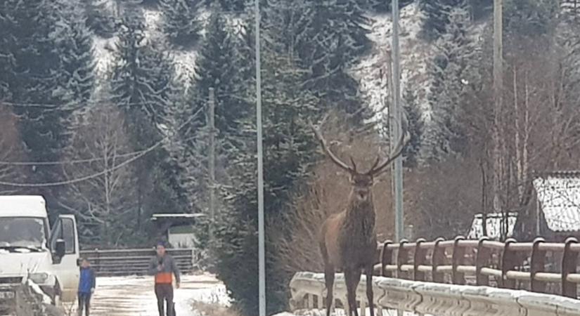 Megjelent a "csodaszarvas" a székelyföldi Kommandón
