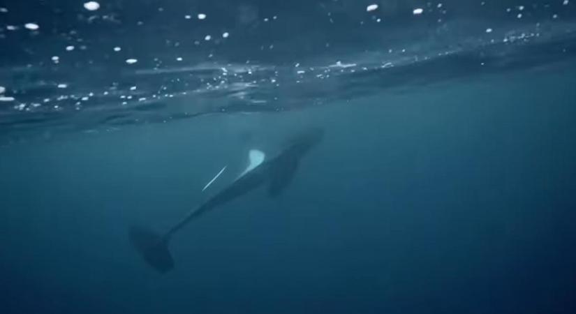 A haldokló orka utolsó pillanatai a felszínen maradásért tett kétségbeesett erőfeszítésekkel – az első ilyen videó