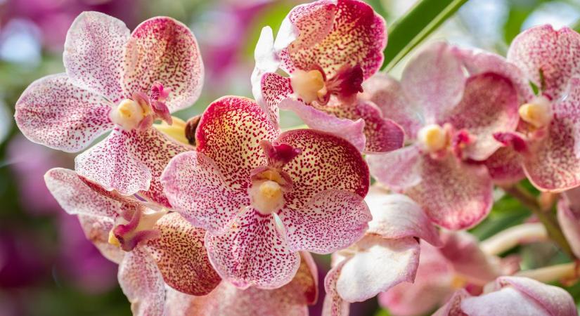 Így szaporíts könnyen orchideát: egyetlen cserépből lesz 10 másik