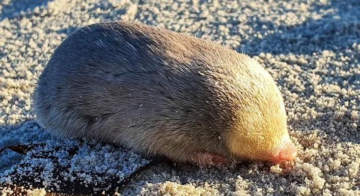 Kihaltnak hitték, de most újra felbukkant az aranyvakond