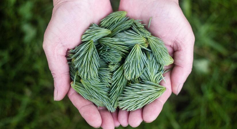 A fenyő gyógyhatásai: magas C-vitamin- és antioxidáns-tartalma van!