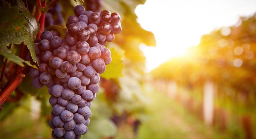 Egy egyszerű, de nagyszerű francia merlot a karácsonyi asztalra