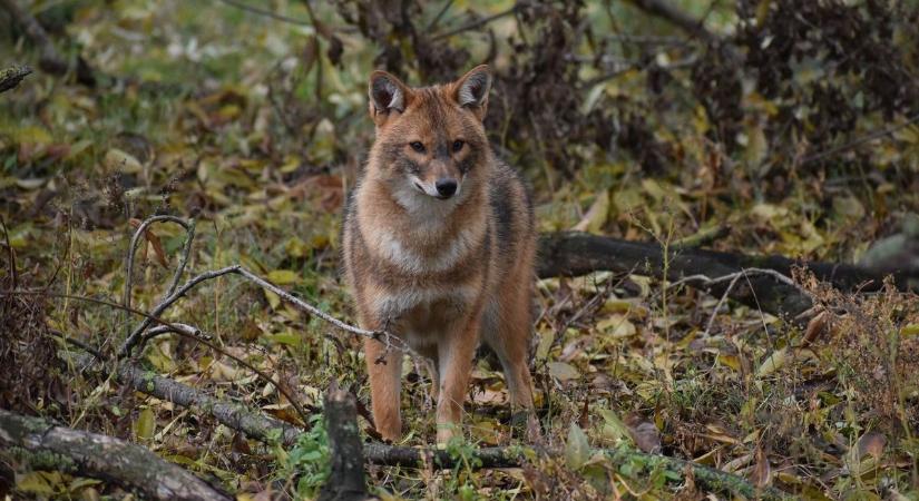 Jól vannak a Hortobágyon nevelt aranysakálok