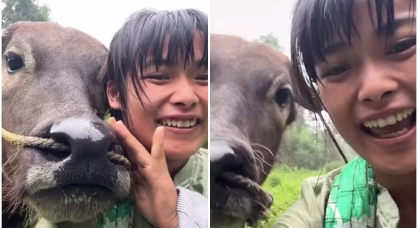 Niuzai, az Insta-sztár vízibivaly alighanem a legkülönösebb házikedvenc