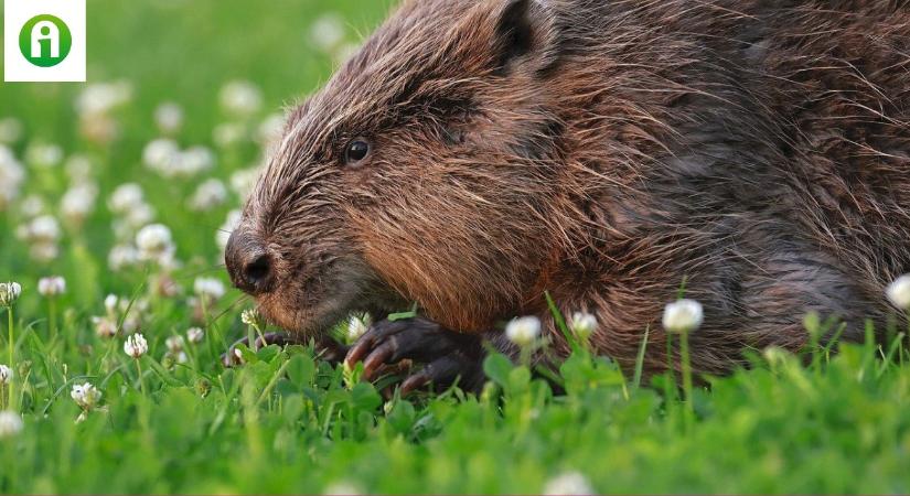 Régen a hód húsa értékes tápláléknak számított
