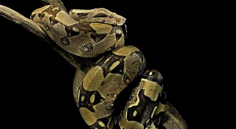 Gigantikus kígyó szorult a család konyhaszekrényébe
