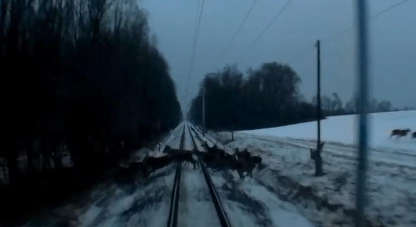 Vonat elé rohant durván száz őz Ják közelében, a mozdonyvezető mindent felvett
