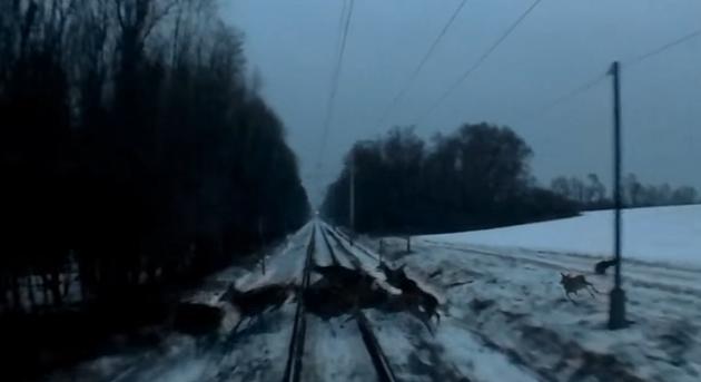 Ják közelében közel száz őz rohant ki a száguldó vonat elé - A mozdonyvezető mindent felvett - videó