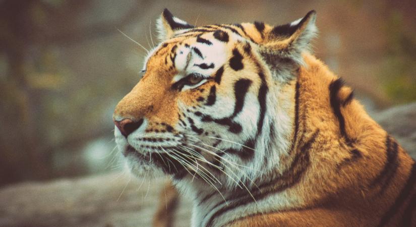 Cipő volt a tigris szájában: a gondozók ezután drámai felfedezést tettek - Videó