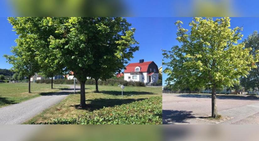 Akkor most feltörik a térkősivatagokat? Kevesebb aszfalt erősebb fák
