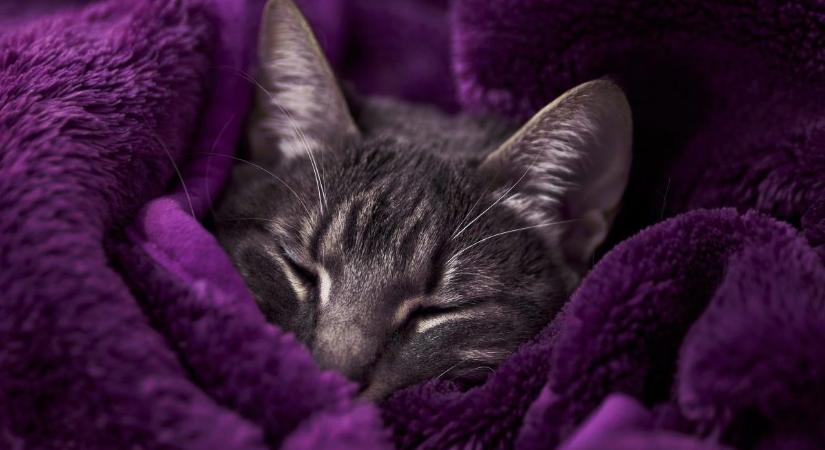 Állatorvos mondta el, mikortól van túl hideg a macskának