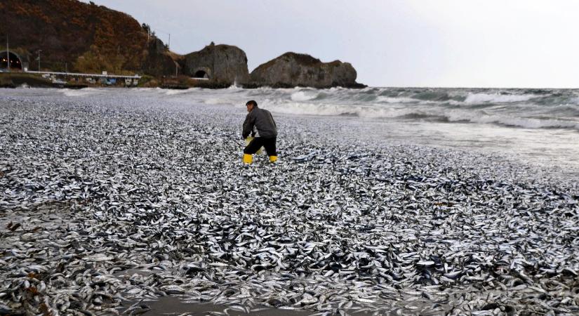 Több száz tonnányi haltetemet sodort partra a víz Japánban, az okot még keresik